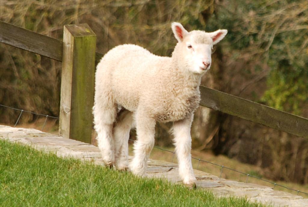 Kerswell Farmhouse ทอตเนส ภายนอก รูปภาพ