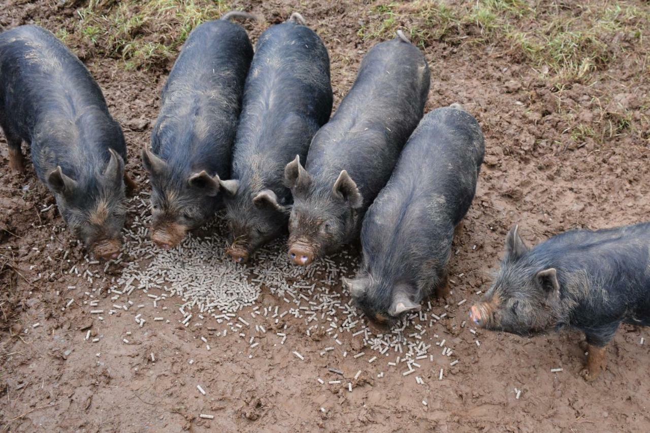 Kerswell Farmhouse ทอตเนส ภายนอก รูปภาพ